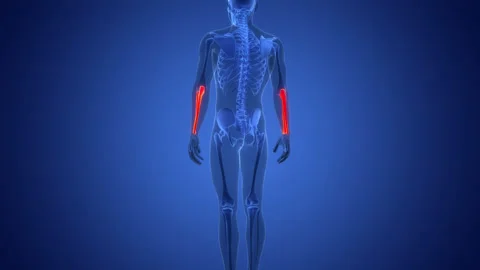 Human Skeleton System Radius and Ulna Bone Joints Anatomy Animation Concept 動画素材 291392263