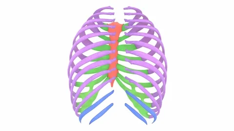 Human Skeleton System Rib Cage Anatomy Stock Footage 119134527