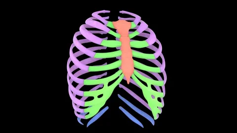 Human Skeleton System Rib Cage Anatomy Stock Footage 119134528