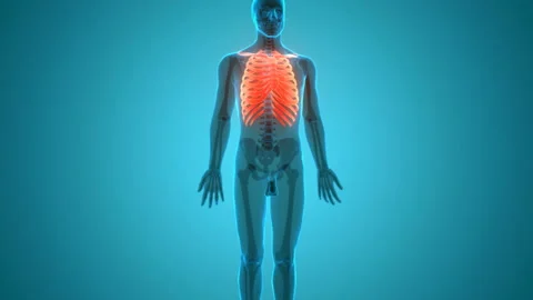 Human Skeleton System Rib Cage Bone Joints Anatomy Animation Concept 库存影片 138185975