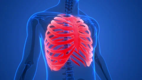 Human Skeleton System Rib Cage Anatomy Animation Concept 库存影片 150136882