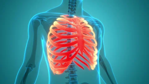 Human Skeleton System Rib Cage Anatomy Animation Concept 库存影片 150137127