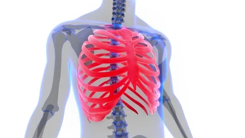 Human Skeleton System Rib Cage Anatomy Animation Concept Stock-Footage 154750131