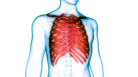 Human Skeleton System Rib Cage Anatomy Animation Concept 스톡 동영상 155791931