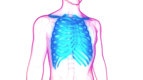 Human Skeleton System Rib Cage Bone Joints Anatomy Animaion Concept Stock Footage 158163429