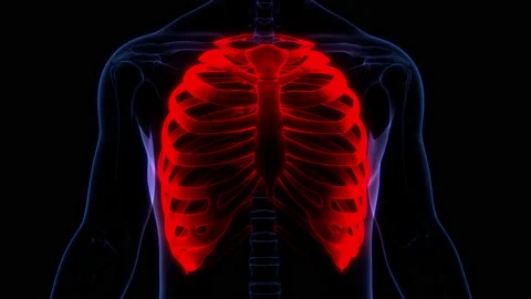 Human Skeleton System Rib Cage Bone Joints Anatomy Animation Concept 库存影片 169636724