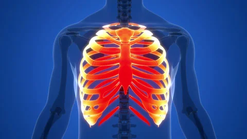 Human Skeleton System Rib Cage Bone Joints Anatomy Animation Concept Stock Footage 200871937