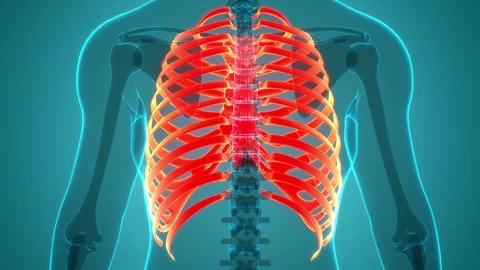 Human Skeleton System Rib Cage Bone Joints Anatomy Animation Concept Stock Footage 240733541