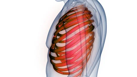 Human Skeleton System Rib Cage Bone Joints Anatomy Animation Concept Stock-Footage 266629091