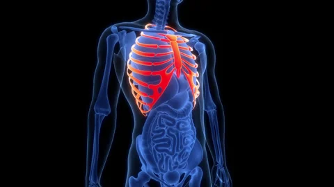 Human Skeleton System Rib Cage Bone Joints Anatomy Animation Concept Stock Footage 303626399
