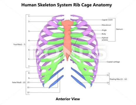Human Skeleton System Rib Cage Described with Labels Anatomy Anterior ...