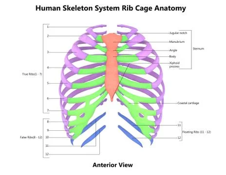 Human Skeleton System Rib Cage Described with Labels Anatomy Anterior View Stock Illustration