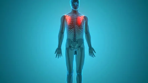 Human Skeleton System Scapula Bone Joints Anatomy Animation Concept Vídeo Stock 138185963