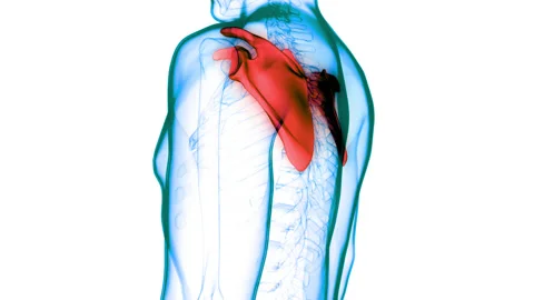 Human Skeleton System Scapula Bone Joints Anatomy Animation Concept 스톡 동영상 155791922