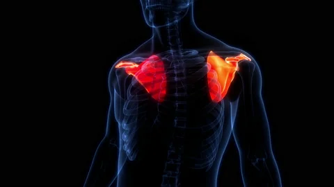 Human Skeleton System Scapula Bone Joints Anatomy Animation Concept Stock Footage 169631678