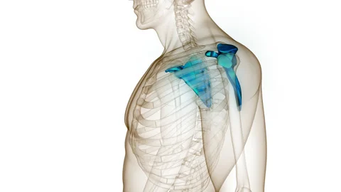 Human Skeleton System Scapula Bone Joints Anatomy Animation Concept Видео 210150653