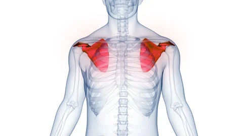Human Skeleton System Scapula Bone Joints Anatomy Animation Concept Video stock 250441649