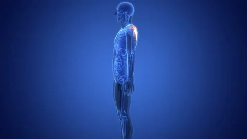 Human Skeleton System Scapula Bone Joints Anatomy Animation Concept Stock Footage 291392965
