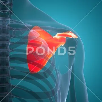 Anatomy and structure of the scapula bone Vector Image