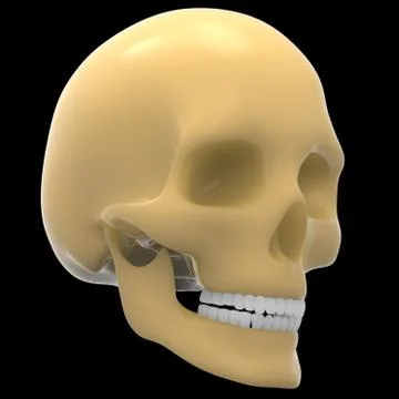 Human Skeleton System Skull Anatomy Stock Illustration