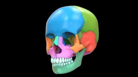 Human Skeleton System Skull Bone Parts Anatomy Stock Footage 118589233