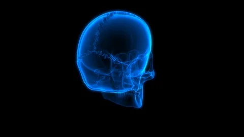 Human Skeleton System Skull Bone Parts Anatomy 動画素材 121429841