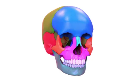Human Skeleton System Skull Bone Parts Anatomy Animation Concept Stock-Footage 161053420