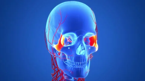 Human Skeleton System Skull Bone Parts Anatomy Animation Concept Stock Footage 200859683