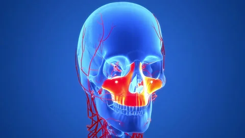 Human Skeleton System Skull Bone Parts Maxilla Anatomy Animation Concept Stock Footage 200860516