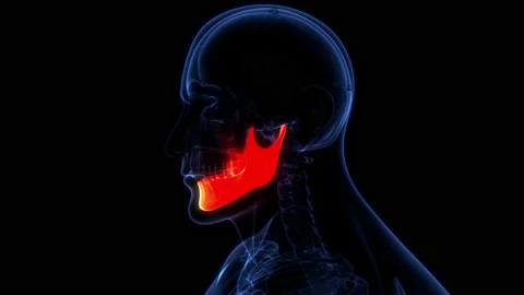 Human Skeleton System Skull Bone Parts Mandible Anatomy Animation Concept Stock Footage 200867890