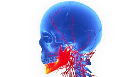 Human Skeleton System Skull Bone Parts Mandible Anatomy Animation Concept Stock Footage 200869002