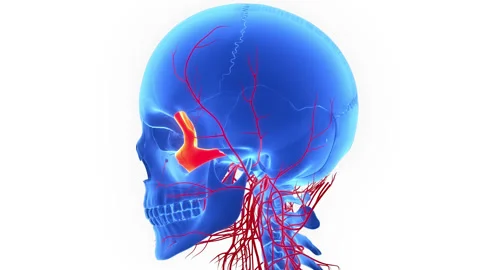 Human Skeleton System Skull Bone Parts Anatomy Animation Concept Stock-Footage 200869124