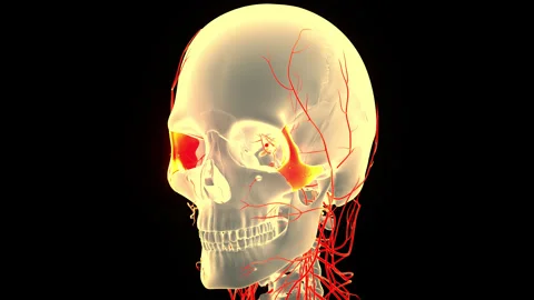 Human Skeleton System Skull Bone Parts Zygomatic Bone Anatomy Animation Concept Stock Footage 240724780