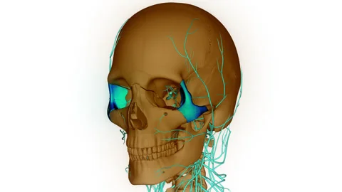 Human Skeleton System Skull Bone Parts Zygomatic Bone Anatomy Animation Concept Stock Footage 240741606