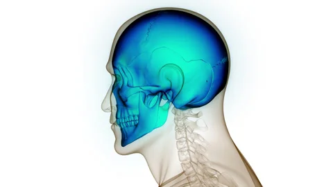 Human Skeleton System Skull Bone Joints Anatomy Animation Concept Stock Footage 250438629