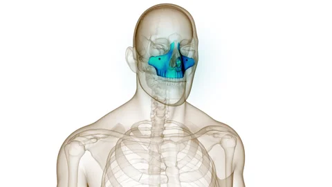Human Skeleton System Skull Bone Joints Maxilla Anatomy Animation Concept Stock Footage 250439762