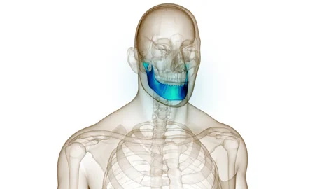Human Skeleton System Skull Bone Joints Mandible Anatomy Animation Concept Stock Footage 250439765