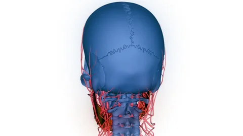Human Skeleton System Skull Bone Joints Mandible Anatomy Animation Concept Stock Footage 266538806