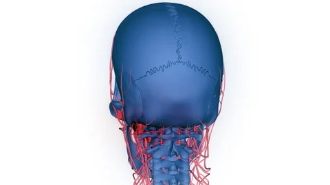 Human Skeleton System Skull Bone Joints Maxilla Anatomy Animation Concept Video stock 266539250