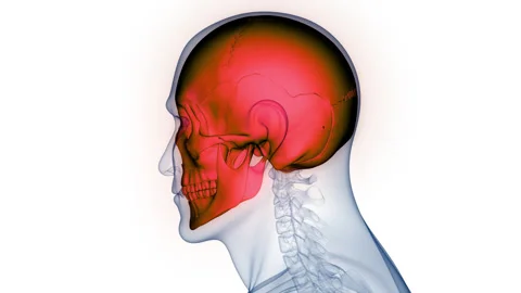 Human Skeleton System Skull Bone Joints Anatomy Animation Concept Stock Footage 266628875