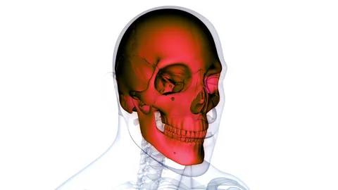 Human Skeleton System Skull Bone Joints Anatomy Animation Concept Video stock 266631773