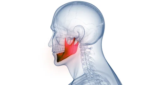 Human Skeleton System Skull Bone Joints Mandible Anatomy Animation Concept 動画素材 266634502
