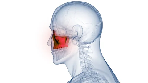 Human Skeleton System Skull Bone Joints Maxilla Anatomy Animation Concept Stock Footage 266634680