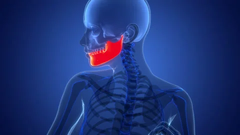 Human Skeleton System Skull Bone Mandible Joints Anatomy Animation Concept Video stock 291394181