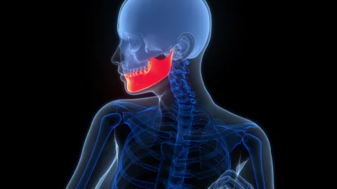 Human Skeleton System Skull Bone Joints Mandible Anatomy Animation Concept Stock Footage 303627301