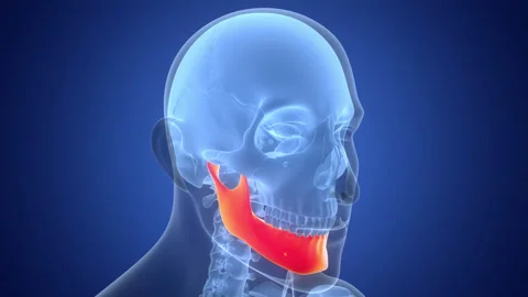 Human Skeleton System Skull Bone Parts Mandible Bone Anatomy Animation Concept Stock Footage 331864513