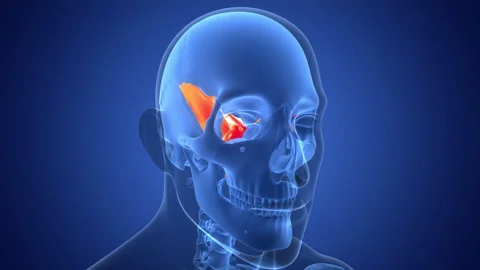 Human Skeleton System Skull Bone Parts Sphenoidal Bone Anatomy Animation Concept Stock Footage 331864603