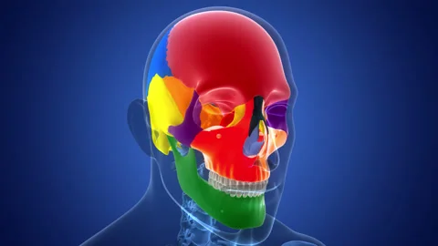 Human Skeleton System Skull Bone Parts Anatomy Animation Concept Stock Footage 331864611
