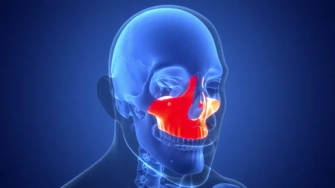 Human Skeleton System Skull Bone Parts Maxilla Bone Anatomy Animation Concept Stock Footage 340012701