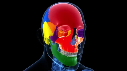 Human Skeleton System Skull Bone Parts Anatomy Animation Concept Stock Footage 342296626